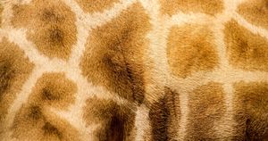 Jakie zwierzę jest na zdjęciu? 