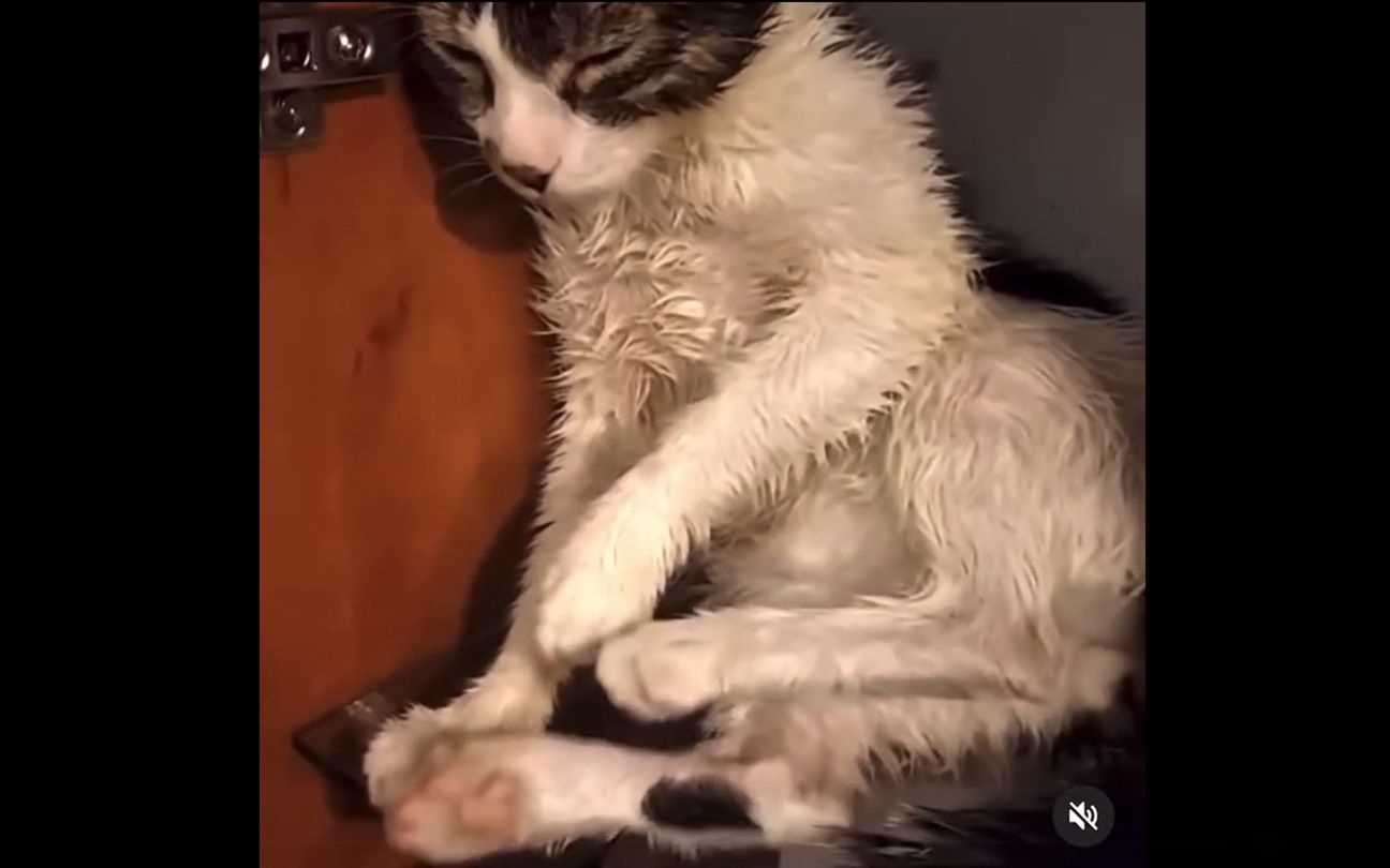 Torturował kota i chwalił się nagraniami. 24-latek usłyszał wyrok