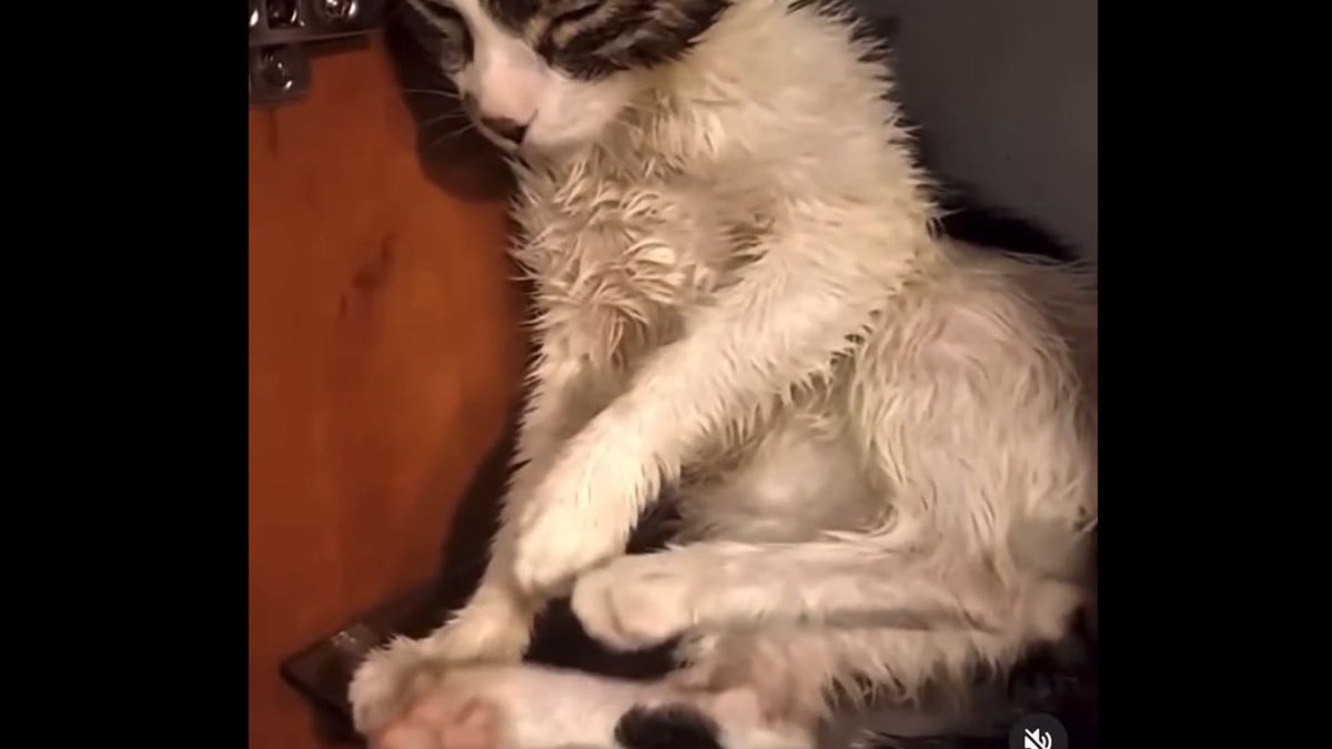 Kacper B. chwalił się w internecie, jak torturuje kota