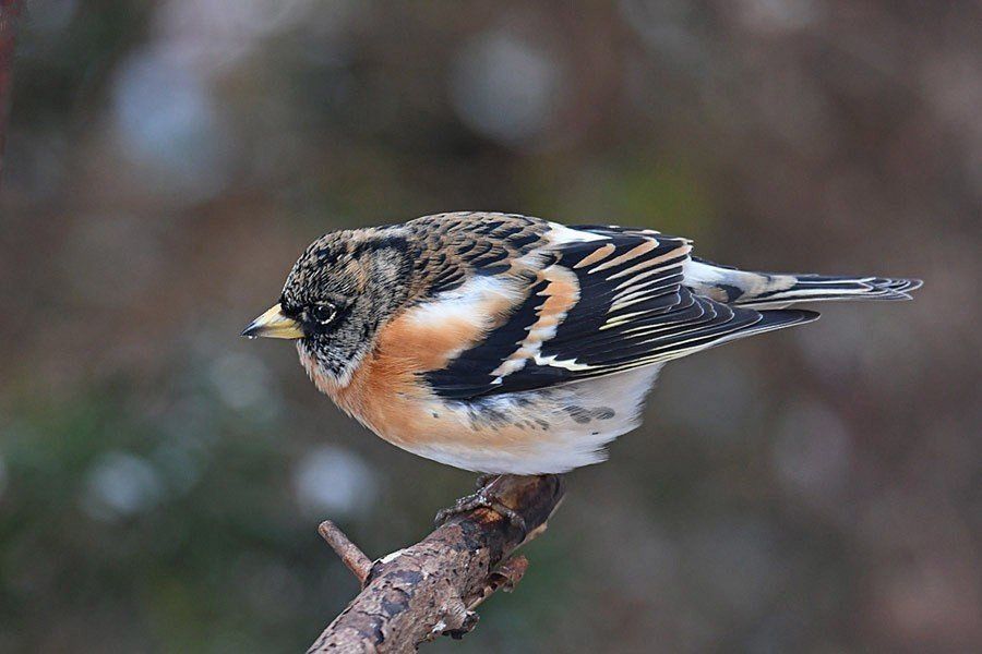 Zięba jer to piękny przybysz ze Skandynawii, który spędza u nas zimy.