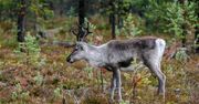 Coś zaatakowało renifery. Nowy głos w sprawie
