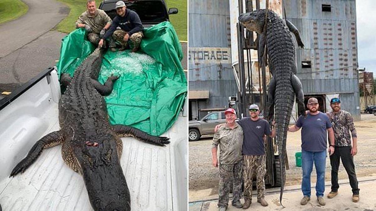 Aligator rekordowych rozmiarów