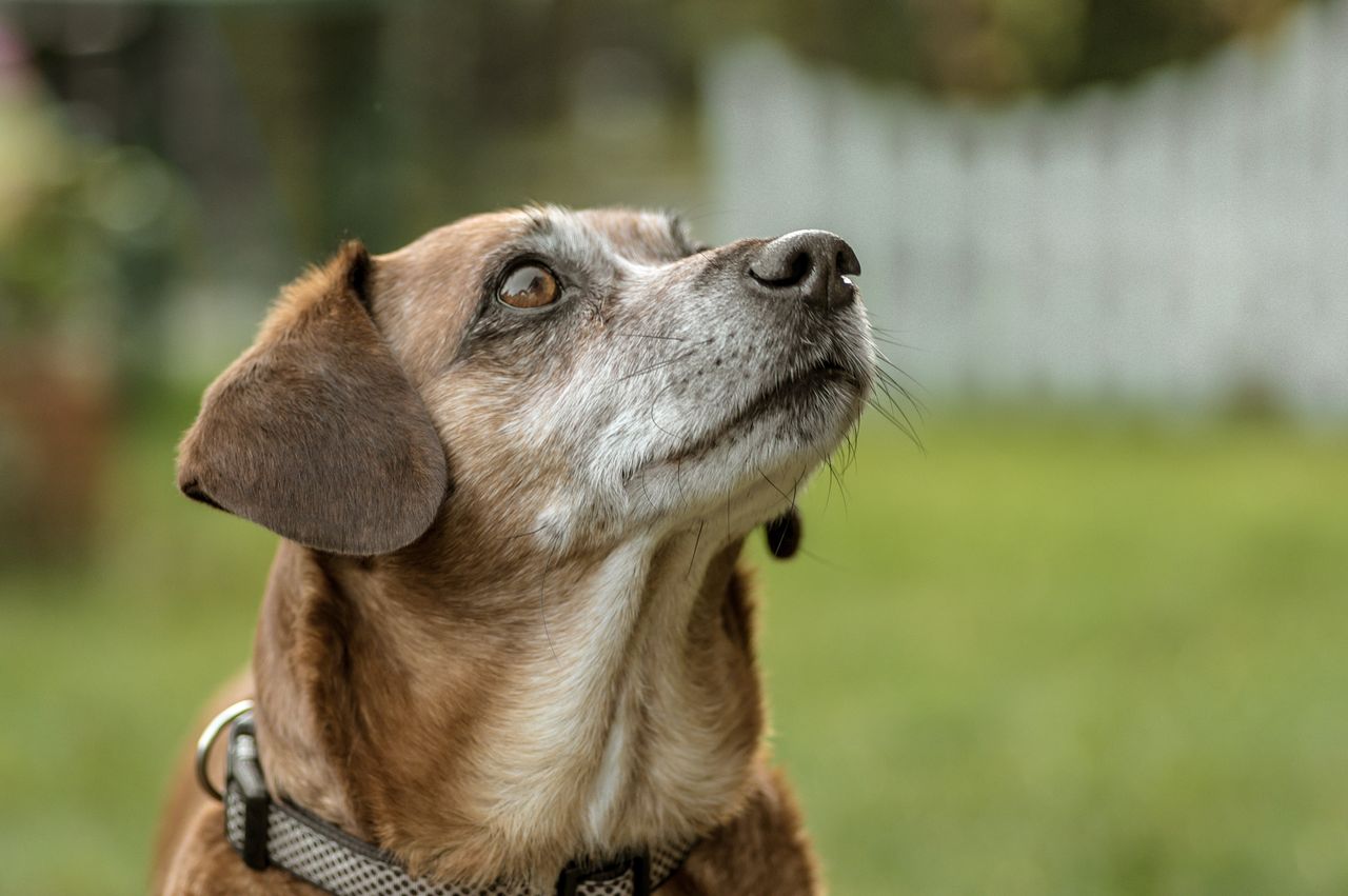 How often should you clean dogs' ears?