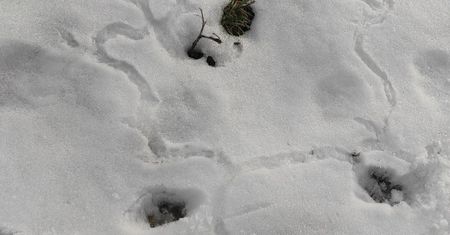 Zobaczyli je w polskich lasach. Ten widok oznacza jedno