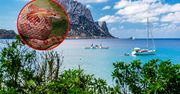 Węże na Ibizie. Turyści w strachu przed kąpielą