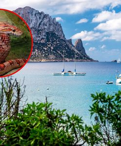 Węże na Ibizie. Turyści w strachu przed kąpielą