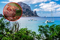 Węże na Ibizie. Turyści w strachu przed kąpielą