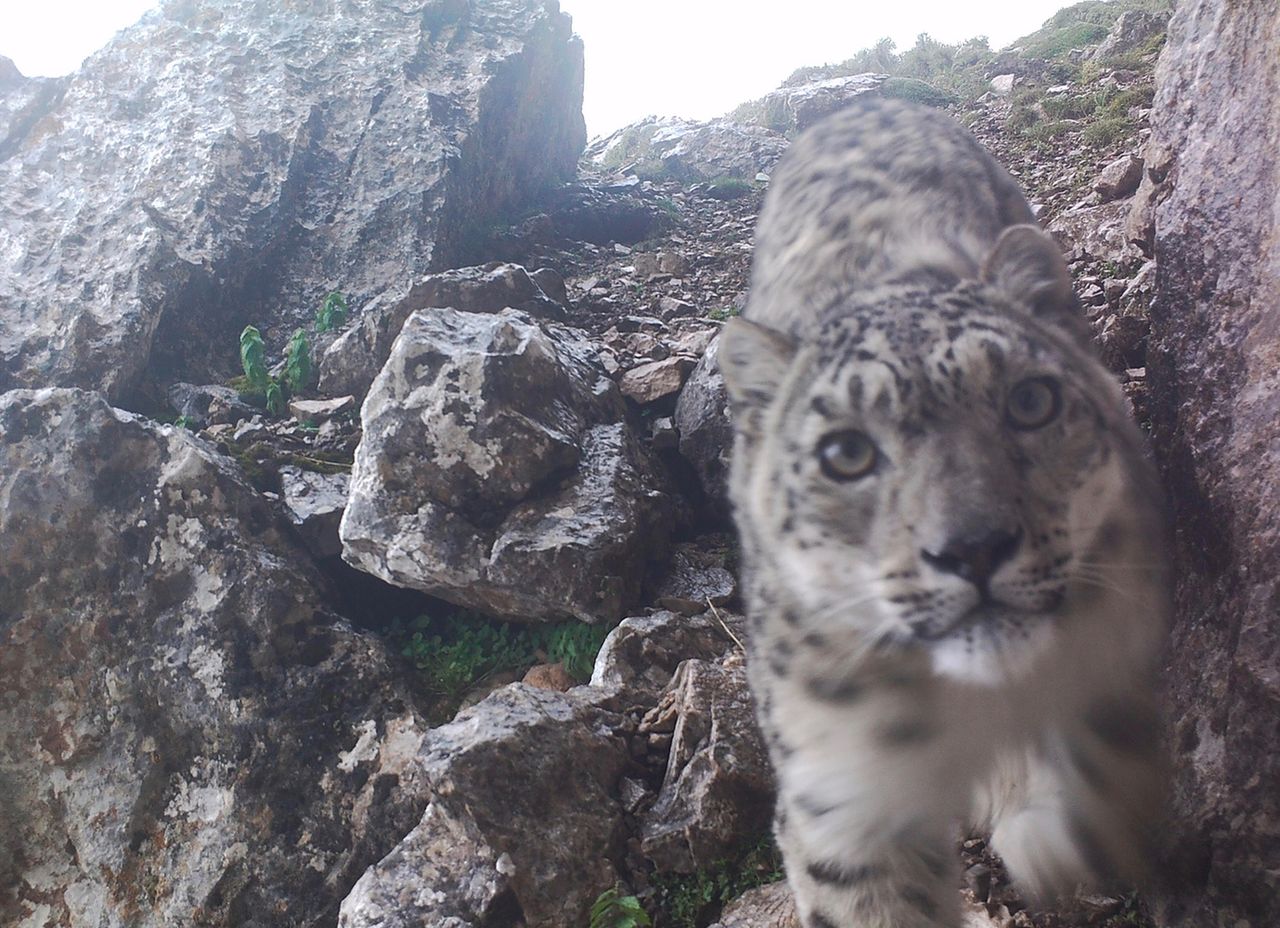 Ciekawska pantera śnieżna pozuje do selfie