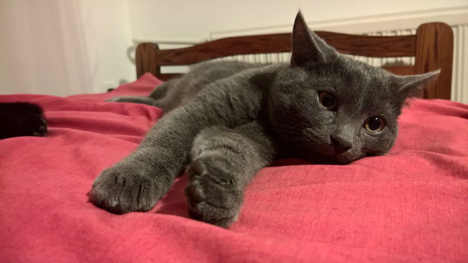 Lumia 950 XL - test i recenzja 41