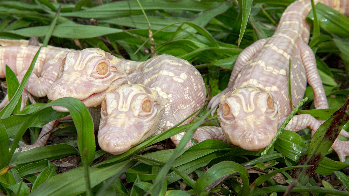 Aligatory albinosy urodziły się w USA. Zobacz urocze zdjęcia rzadkich zwierząt 1