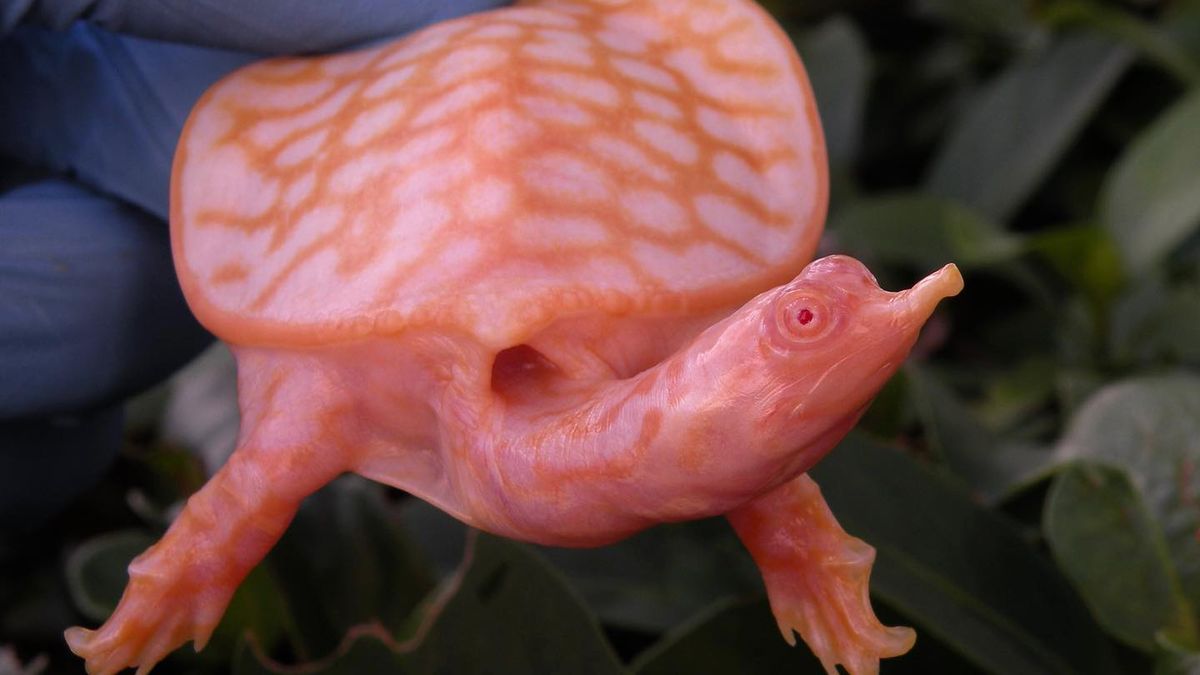 Wyglądają, jak przybysze z kosmosu. Zobacz zdjęcia żółwi-albinosów 1