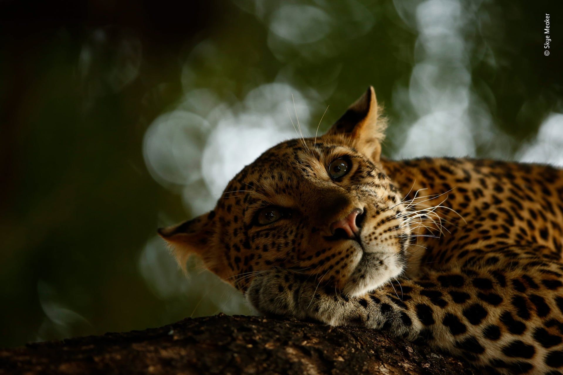 Wspaniały portret małp zwyciężył w Wildlife Photographer of the Year 2018 2