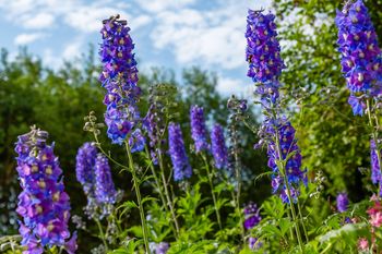 Przytnij, gdy zacznie przekwitać. Ostróżka odwdzięczy się burzą kwiatów