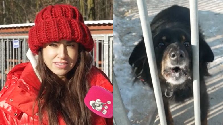 Razem z Mają Hyży odwiedziliśmy Schronisko dla Bezdomnych Zwierząt w Celestynowie. "Świadoma adopcja to podstawa" (WIDEO)