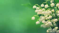 Konwalia - uprawa, właściwości lecznicze, czy jest trująca