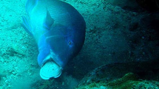 Ryby też lubią gadżety 1