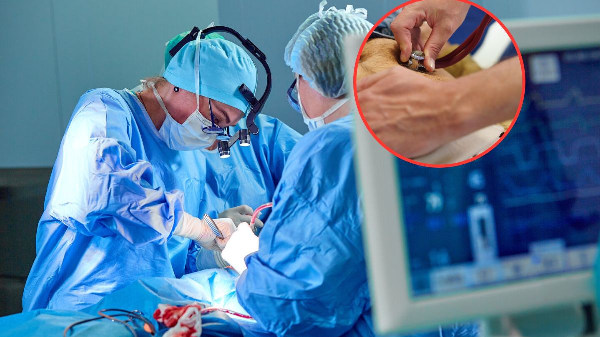 Polscy naukowcy testują maszynę, która wydłuża życie organów poza ciałem