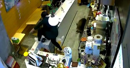 Dzik wparował do restauracji. Wszystko nagrały kamery w lokalu