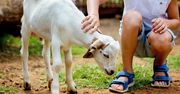 Koniec Mini ZOO w Chorzowie. Co dalej ze zwierzętami?