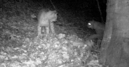 Nocne rozmowy rysiów. Niebywałe, co zarejestrowała fotopułapka