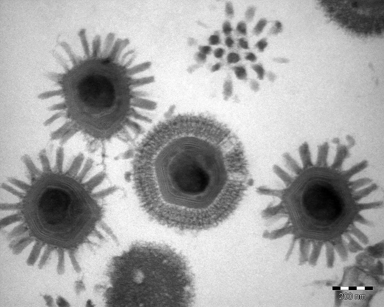 Mimivirus, jako przykład gigantycznego wirusa.