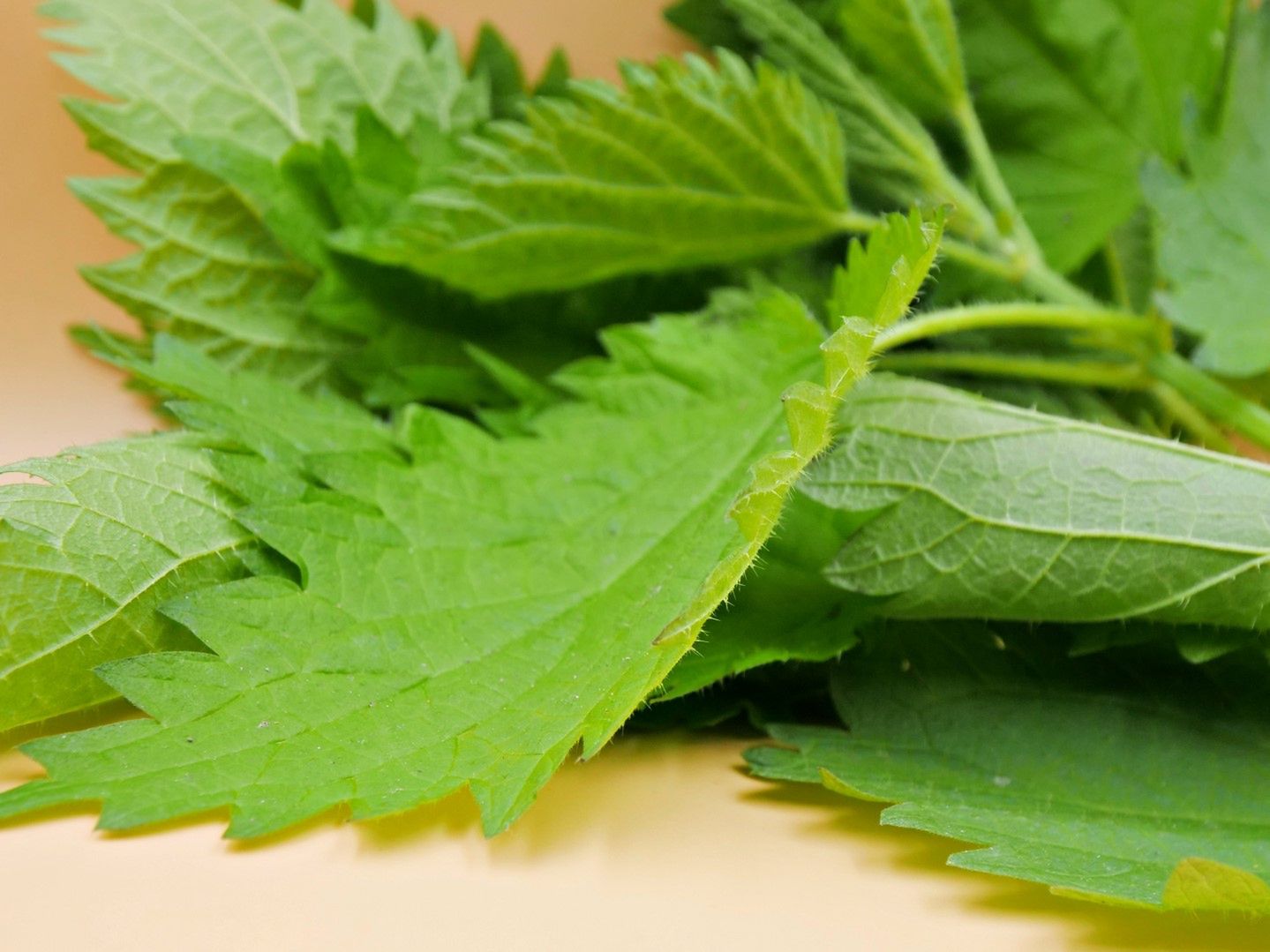 Jadalne chwasty to niedocenione rośliny, które mogą wzbogacić dietę cennymi składnikami odżywczymi i unikalnymi smakami.