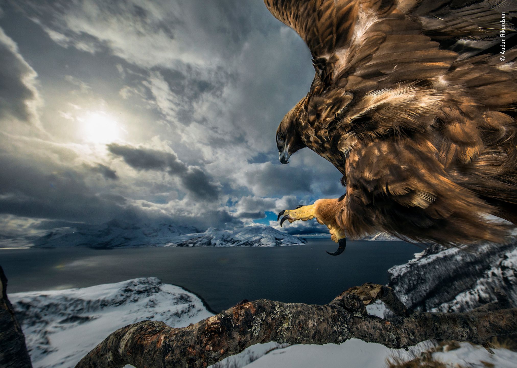 Najlepsze zdjęcia dzikiej przyrody - znamy zwycięzców Wildlife Photographer of the Year 2019 8