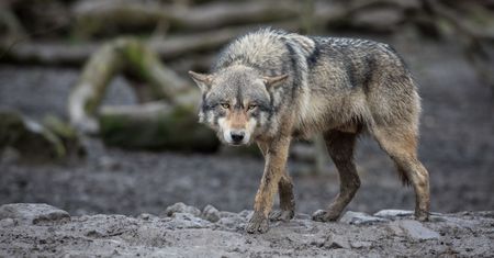Został sam w górach mając siedem lat. Wychowała go wilczyca