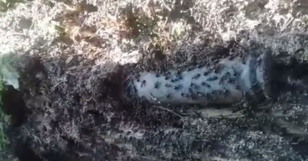 Odkrycie pod Poznaniem. Leśnicy nie przypuszczali, że znajdą coś takiego