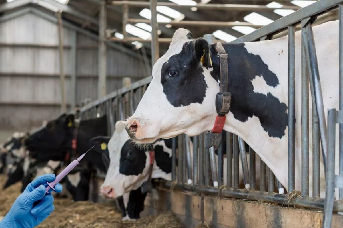 Alarm wśród rolników. Kolejne przypadki choroby w Polsce