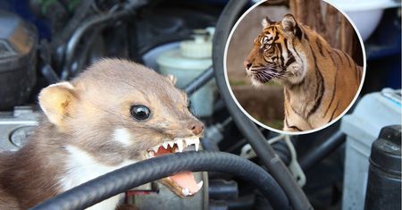 Chcą wykupywać odchody od zoo. Powód zaskakuje