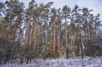 Lasy Państwowe przestają pochłaniać CO2. Jak to możliwe?