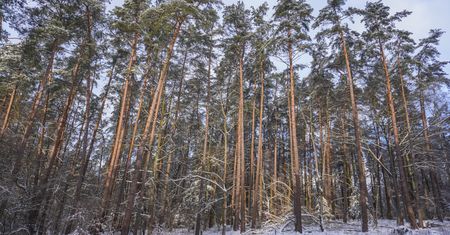 Lasy Państwowe przestają pochłaniać CO2. Jak to możliwe?