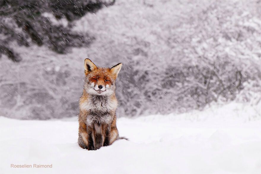 Uroczy lisek pokryty świeżym śniegiem. Ta fotografia roztapia lód w sercu 11