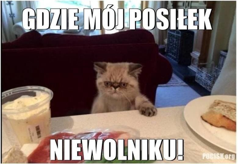 Memy na Dzień Kota