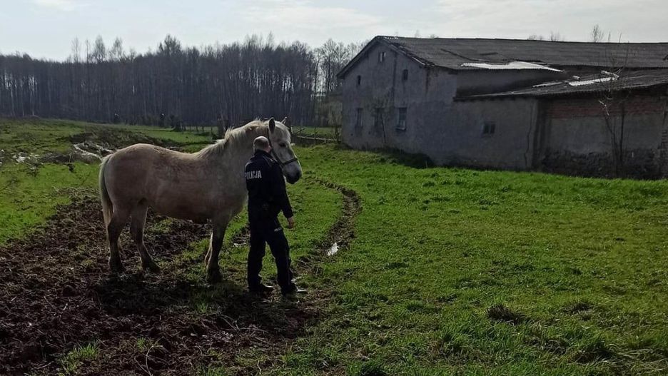Koń uciekł właścicielowi. Interweniowali policjanci