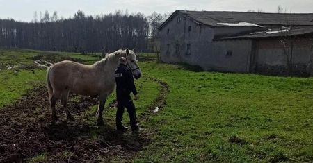 Uciekł mu koń. Wyrządził niemałe szkody