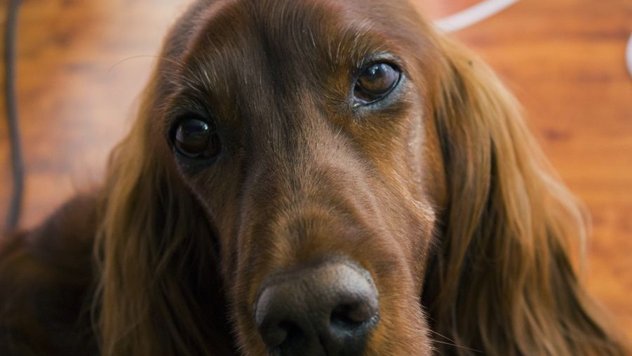 Dogoterapia to terapia poprzez kontakt z czworonogiem