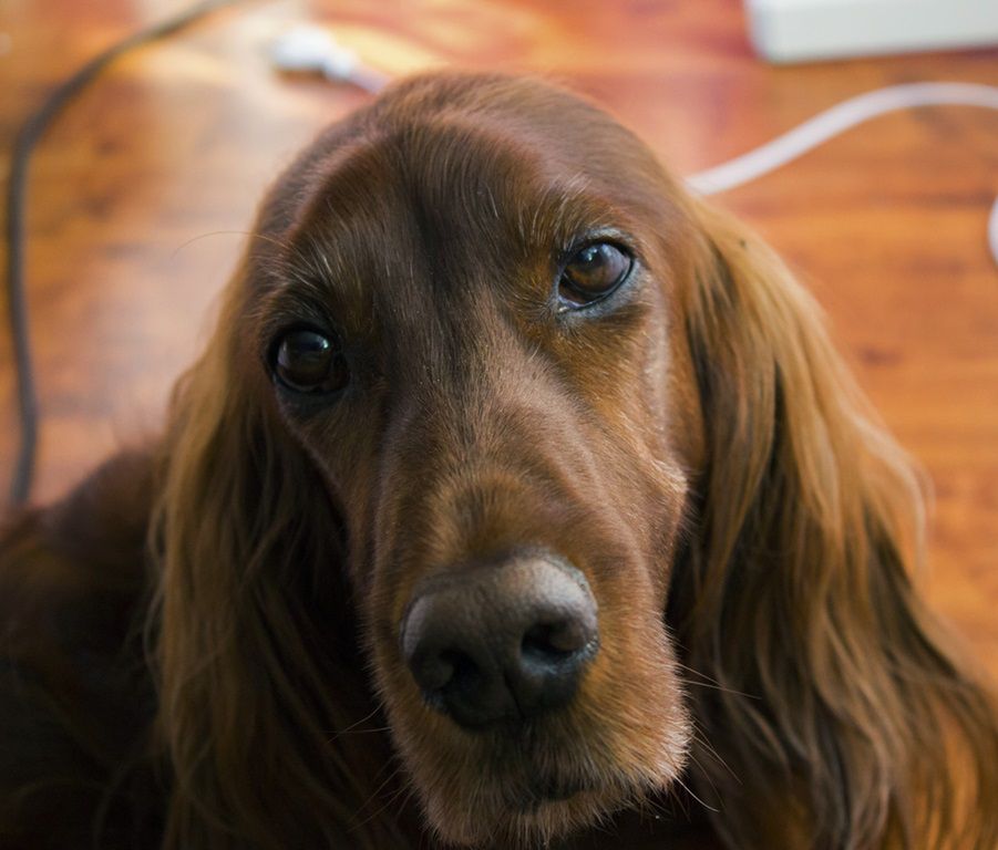 Dogoterapia. Na czym polega ta forma terapii, kto może z niej skorzystać?