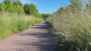 Rowerem po mieście. Rowerzyści i piesi z Koszalina apelują o przycinanie krzaków