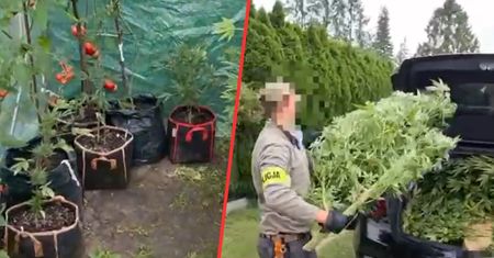 Weszli na działkę w Piasecznie. Odkrycie w pomidorach