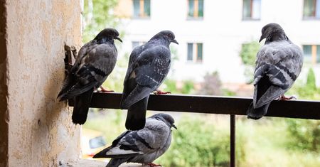 Genialny patent na gołębie. Będą omijać twój balkon z daleka