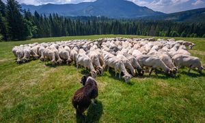 Zaczyna się w górach. Redyk wiosenny już w weekend