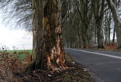 Białogrądy. Śmiertelny wypadek na DK 65. Bus wjechał w drzewo