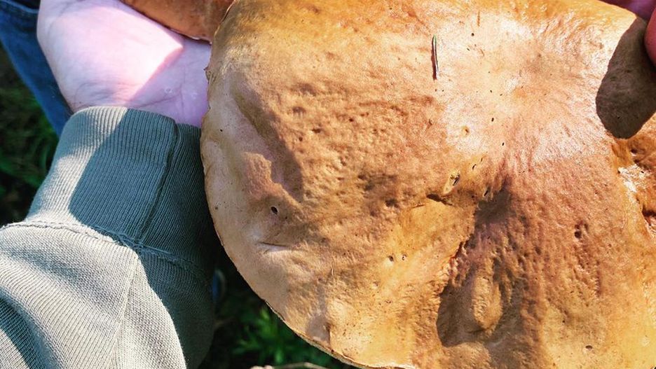 Nie wszędzie możesz iść na grzybobranie - do lasów chronionych nie masz wstępu