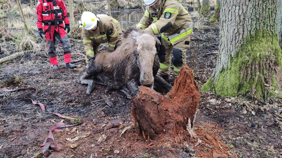 Strażacy uratowali łosia  