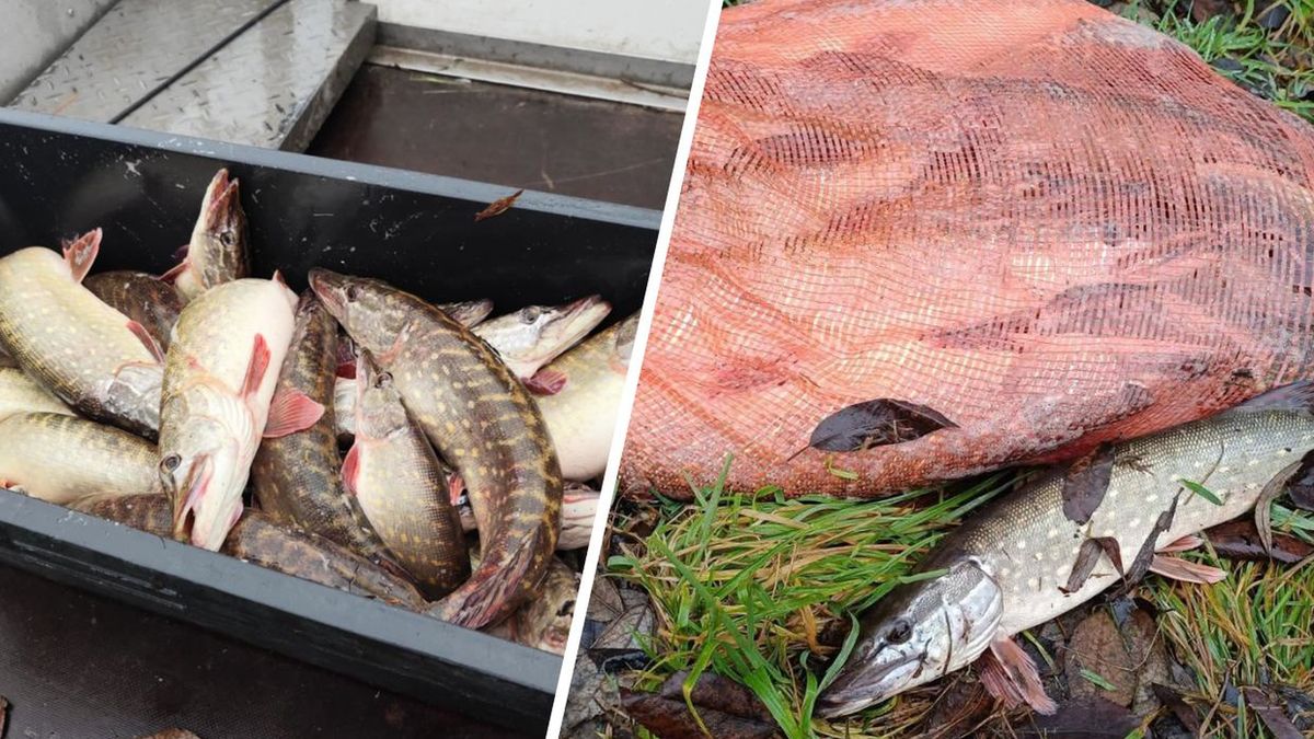 Mieli pomóc w zarybianiu. Ryby zamiast do jeziora, wrzucili do worka