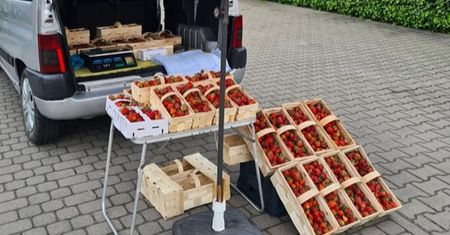 Stanął z truskawkami pod Biedronką. Wystarczyło pół godziny