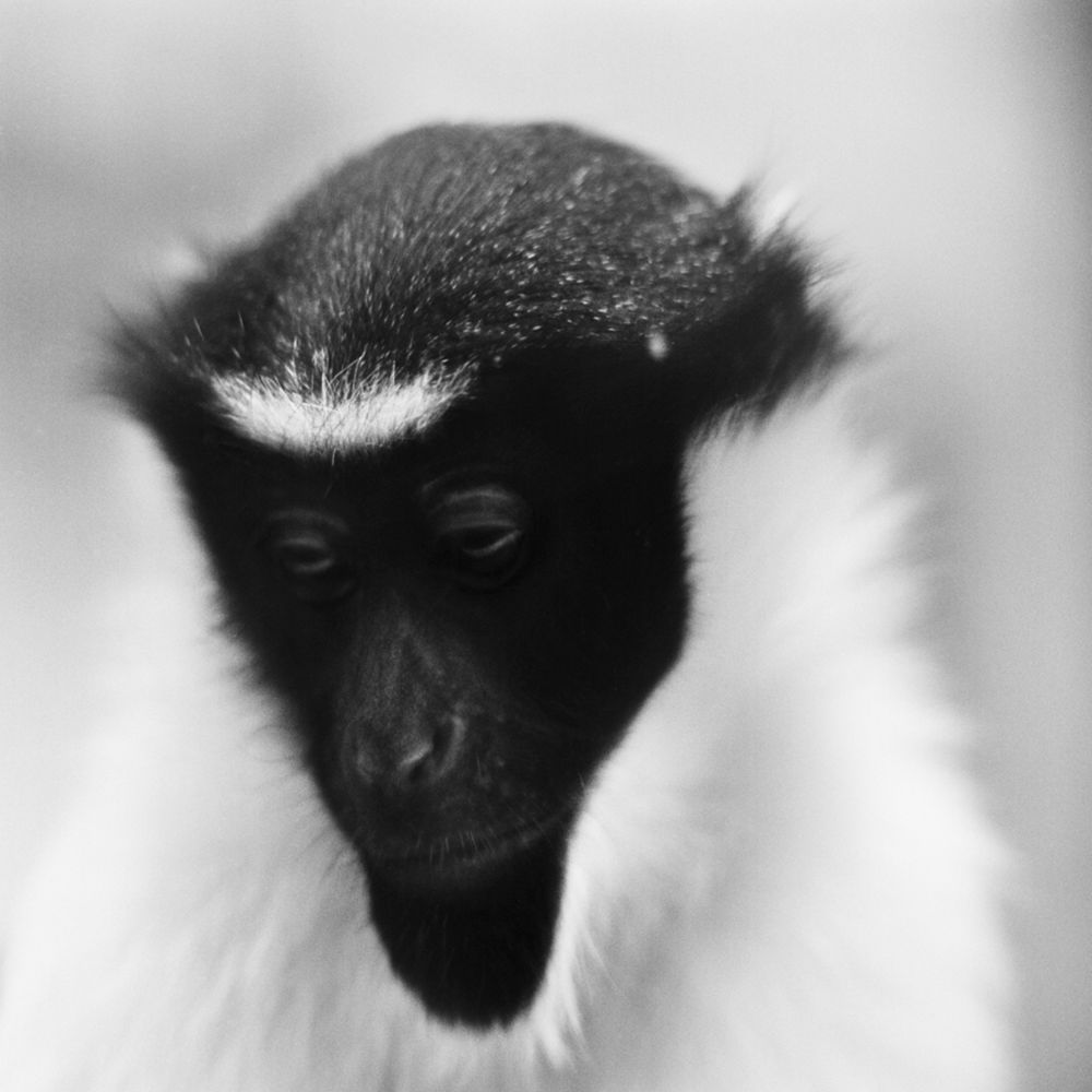 Bardziej ludzkie od ludzi. Wyjątkowe portrety zwierząt autorstwa Jacka Kusza [wywiad] 8