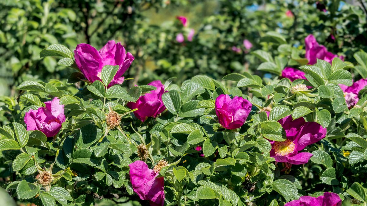 Uważaj na różę pomarszczoną
